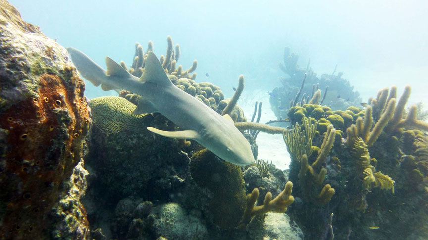 Picture of The nurse sharks