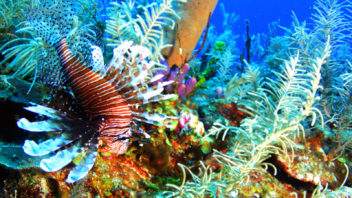 esponjas, corales y plumas de mar en el arrecife de mahahual
