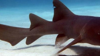 tiburon gata sobre la arena de banco chinchorro